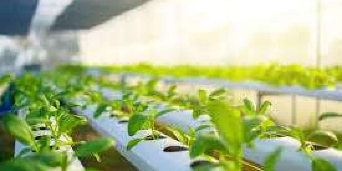 Hydroponics Market Analysis Size And Forecast Report 2024-2030