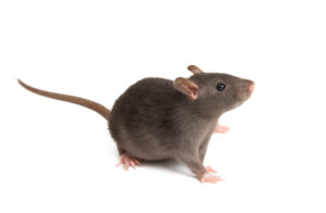 Rat Removal Doncaster, Mice, Rodent Control Doncaster