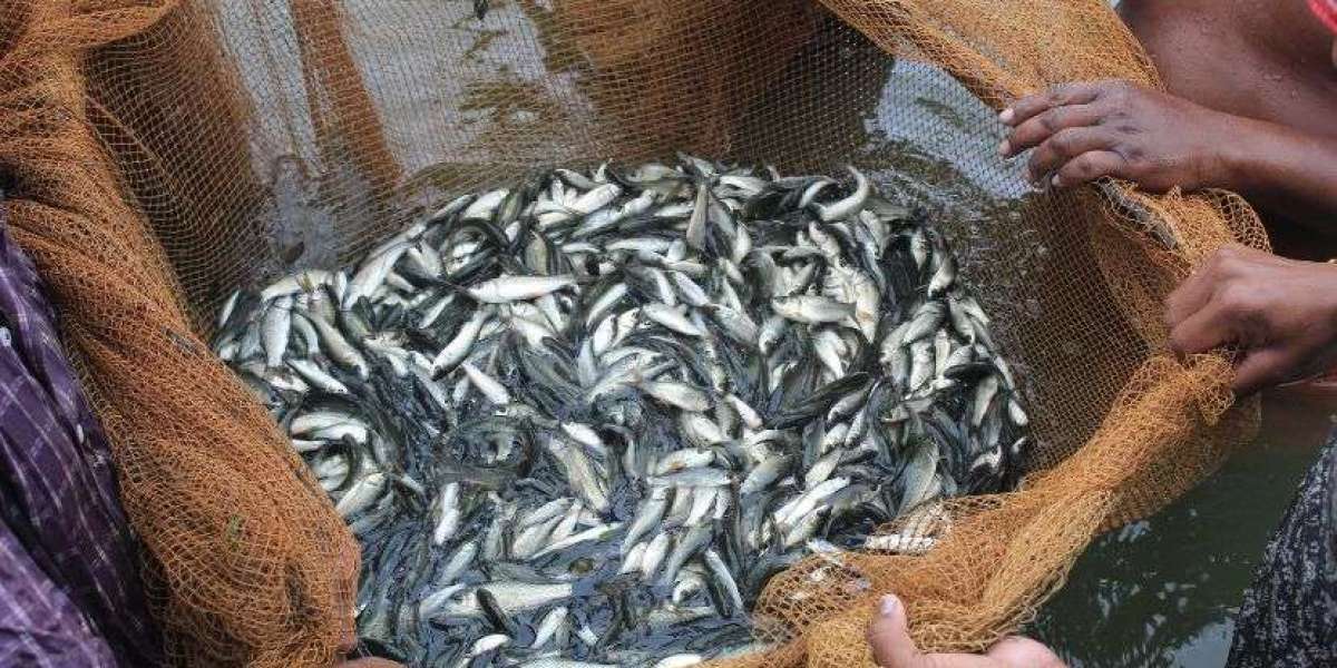 India Fish Market to Reach INR 4,813.81 Billion by 2034 at an 11% CAGR