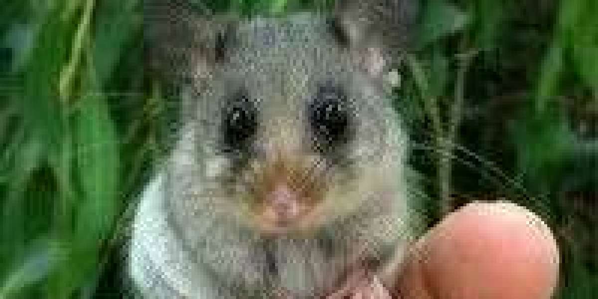 Prevent Property Damage with Professional Possum Removal in Melbourne