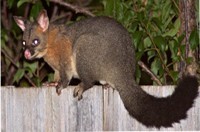 Possum Removal Frankston, Possum Pest Control Richmond