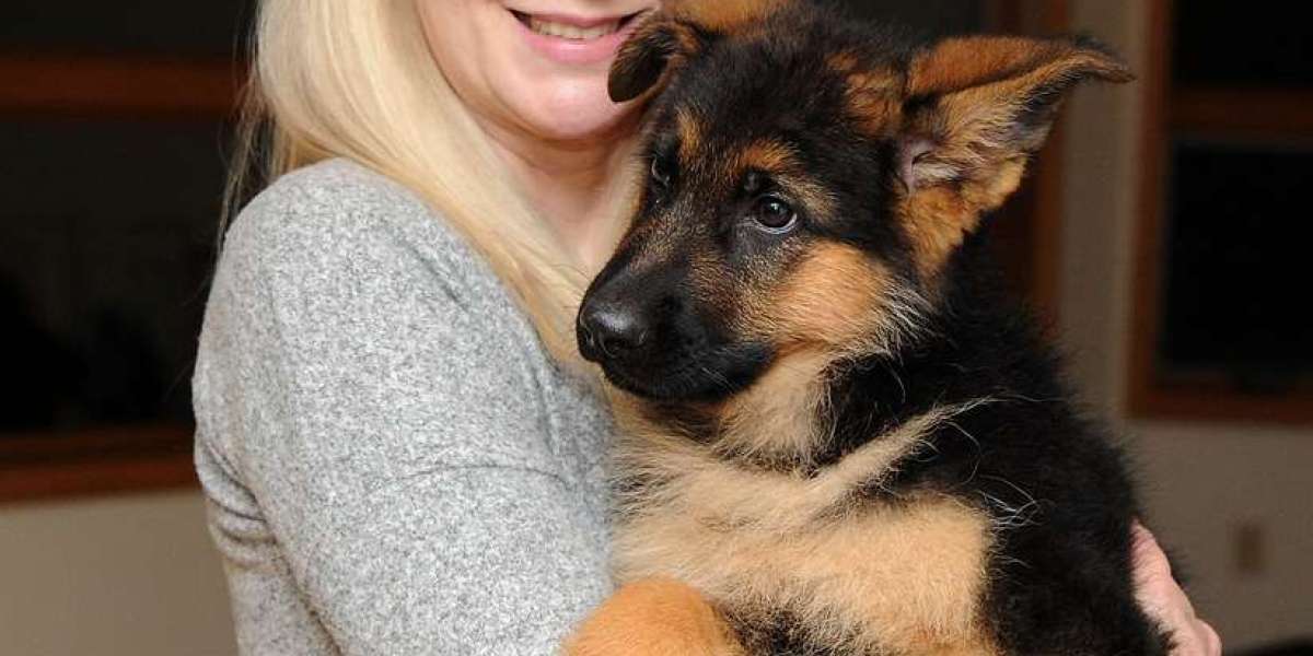 The Top Companies Not To Be Watch In Purebred German Shepherd Breeder Industry