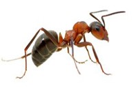 Ant Pest Control Melbourne Prices, Ant Removal & Control Cost Melbourne